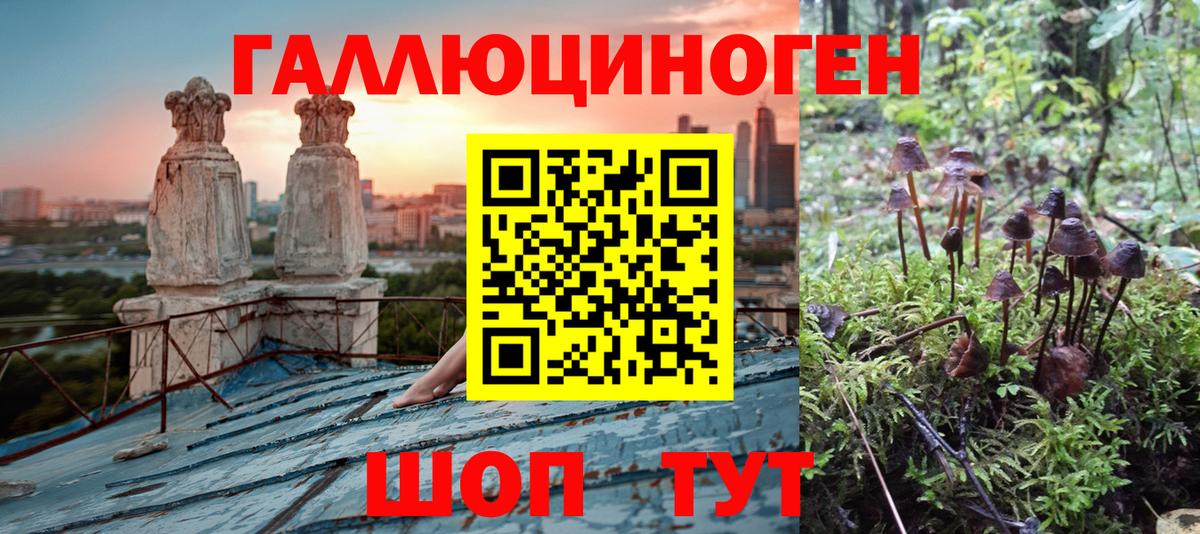 Галлюциногенные грибы Psilocybine cubensis  Вход с VPN  Нижнеудинск 